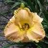 Thumbnail #3 of Hemerocallis  by Melissa_Ohio