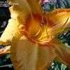 Thumbnail #5 of Hemerocallis  by 12344