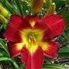 Thumbnail #1 of Hemerocallis  by carolann