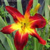 Thumbnail #4 of Hemerocallis  by Sherlock221