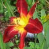 Thumbnail #5 of Hemerocallis  by Sherlock221