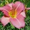 Thumbnail #5 of Hemerocallis  by DaylilySLP