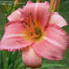 Thumbnail #3 of Hemerocallis  by DaylilyDiva219