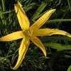 Thumbnail #3 of Hemerocallis  by Tree_Climber