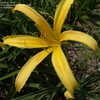 Thumbnail #5 of Hemerocallis  by DaylilySLP