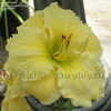 Thumbnail #2 of Hemerocallis  by DaylilySLP