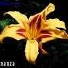 Thumbnail #2 of Hemerocallis  by Rootsie