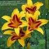 Thumbnail #4 of Hemerocallis  by Sherlock221