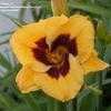 Thumbnail #2 of Hemerocallis  by Cheryl_IL