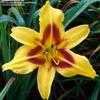 Thumbnail #3 of Hemerocallis  by TBGDN