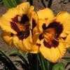 Thumbnail #3 of Hemerocallis  by Tree_Climber