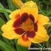 Thumbnail #4 of Hemerocallis  by Melissa_Ohio