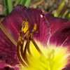 Thumbnail #2 of Hemerocallis  by nippertoo