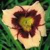 Thumbnail #2 of Hemerocallis  by Melissa_Ohio