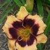 Thumbnail #4 of Hemerocallis  by carolann