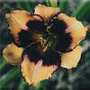 Thumbnail #5 of Hemerocallis  by mystic