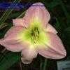 Thumbnail #5 of Hemerocallis  by fearneyhough