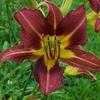 Thumbnail #1 of Hemerocallis  by carolann