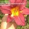 Thumbnail #3 of Hemerocallis  by cbrandenburg