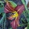 Thumbnail #2 of Hemerocallis  by 12344