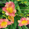 Thumbnail #3 of Hemerocallis  by Bubbeez