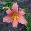 Thumbnail #1 of Hemerocallis  by dfa