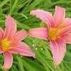 Thumbnail #2 of Hemerocallis  by kmartel