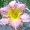 Thumbnail #1 of Hemerocallis  by carolann