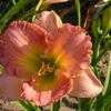 Thumbnail #5 of Hemerocallis  by Tree_Climber