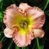 Thumbnail #3 of Hemerocallis  by Lilypon