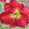 Thumbnail #1 of Hemerocallis  by Calif_Sue