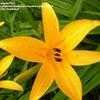 Thumbnail #1 of Hemerocallis  by pigeon1943