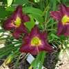 Thumbnail #3 of Hemerocallis  by turektaylor