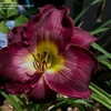 Thumbnail #2 of Hemerocallis  by DaylilySLP