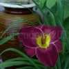 Thumbnail #5 of Hemerocallis  by DaylilySLP