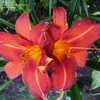 Thumbnail #5 of Hemerocallis  by Pusia