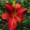 Thumbnail #4 of Hemerocallis  by Pusia