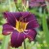 Thumbnail #1 of Hemerocallis  by mickgene