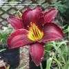 Thumbnail #2 of Hemerocallis  by TerriFlorida