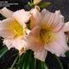 Thumbnail #4 of Hemerocallis  by 12344