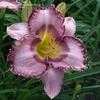 Thumbnail #1 of Hemerocallis  by DaylilySLP