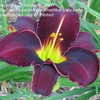 Thumbnail #4 of Hemerocallis  by alicewho