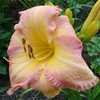 Thumbnail #1 of Hemerocallis  by Meredith79