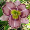 Thumbnail #3 of Hemerocallis  by turektaylor