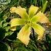 Thumbnail #2 of Hemerocallis  by doss