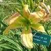 Thumbnail #4 of Hemerocallis  by Marilynbeth