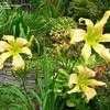 Thumbnail #3 of Hemerocallis  by doss