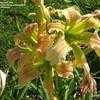 Thumbnail #5 of Hemerocallis  by Marilynbeth