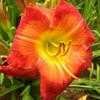 Thumbnail #4 of Hemerocallis  by pigeon1943