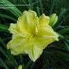 Thumbnail #2 of Hemerocallis  by dfa